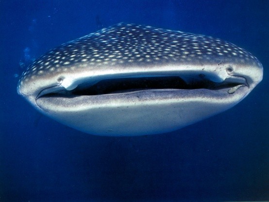 Photo:  whale sharks at Ningaloo Reef